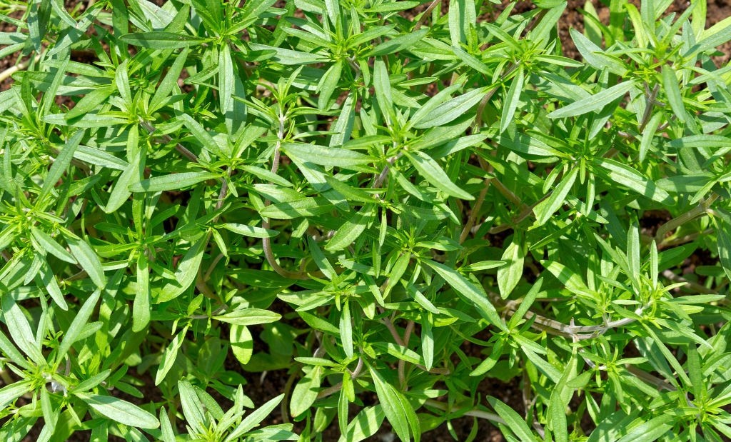 ارزش غذایی سبزی مرزه