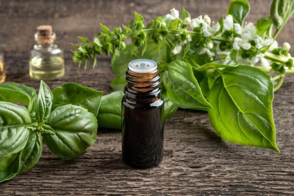 نسخه های درمانی روغن ریحان در طب سنتی + 52 خواص (2 نکته مهم)