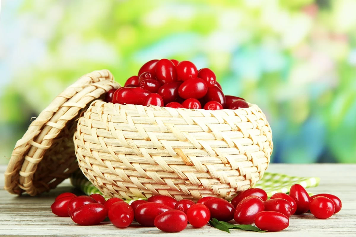 چگونه زغال اخته می‌ تواند به کاهش وزن شما کمک کند؟ (2 نکته مهم)
