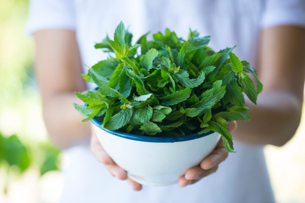 گیاه خلط ‌آور نعناع و رفع سرفه