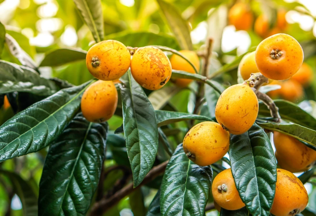 10 خاصیت بی نظیر ازگیل ژاپنی یا لوکوآت (2 نکته مهم)