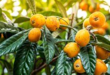 10 خاصیت بی نظیر ازگیل ژاپنی یا لوکوآت (2 نکته مهم)