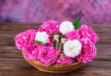 عوارض جبران ناپذیر مصرف گل محمدی برای مردان (2 نکته مهم)