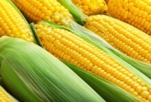 مزایای بی نظیر ذرت برای جلوگیری از هموروئید (2 نکته مهم)