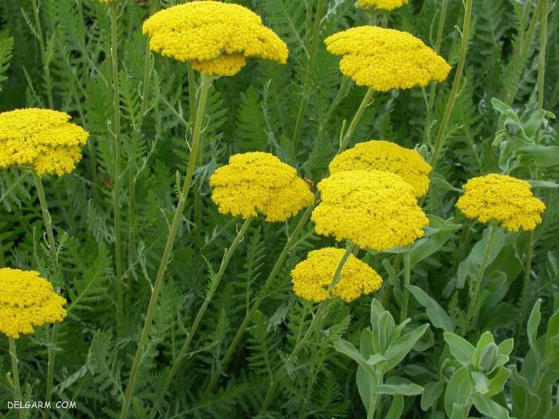 طبع کدام عرقیات گرم است؟