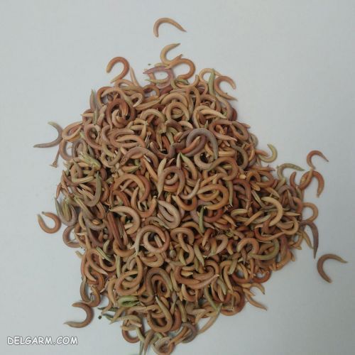  گیاه ناخنک 