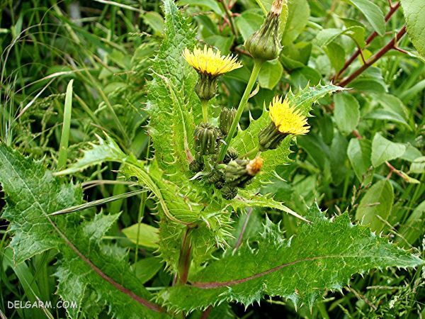 13 خواص بی نظیر گیاه شیرتیغک