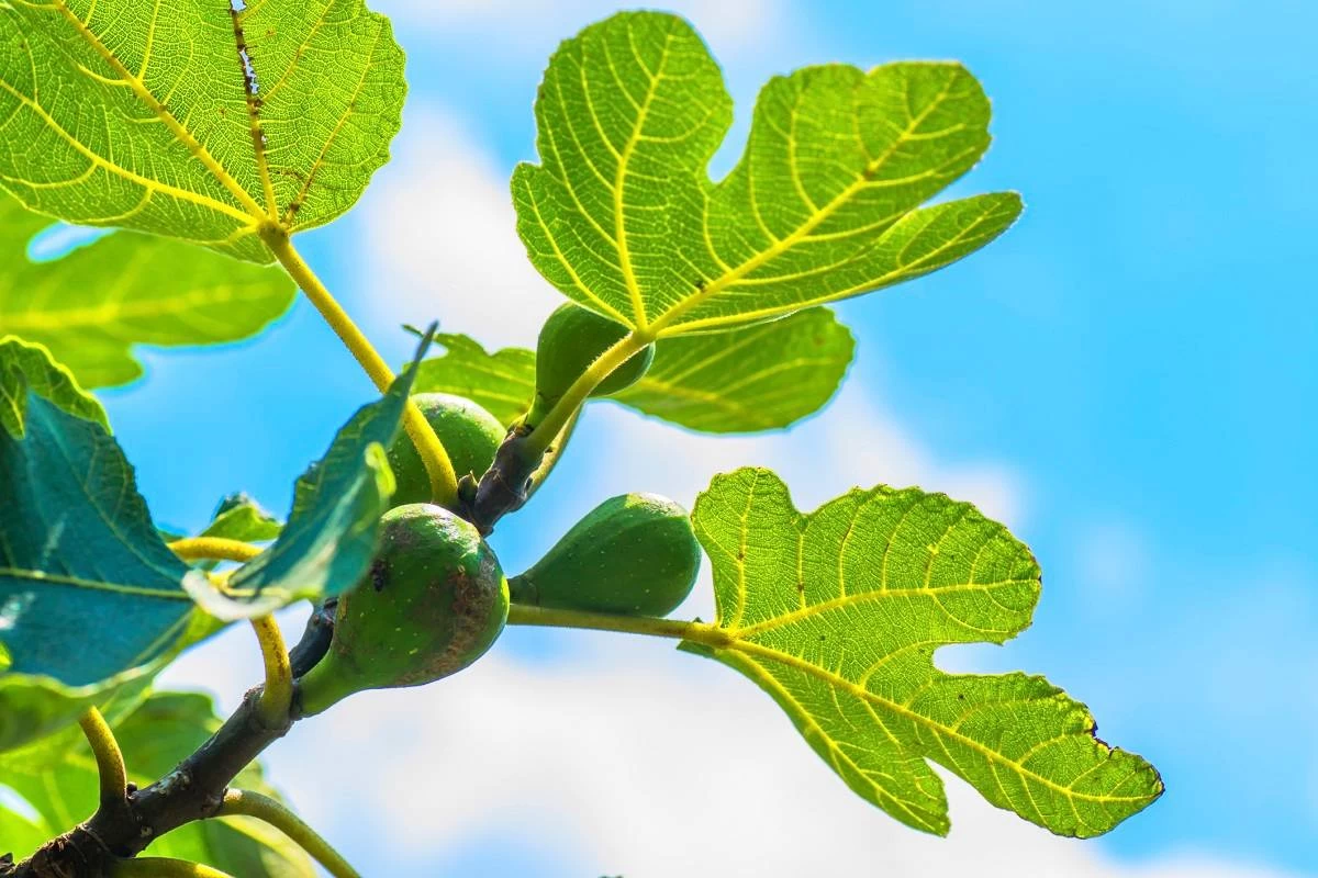 با خواص شیره انجیر برای سلامتی آشنا شوید (2 نکته مهم)