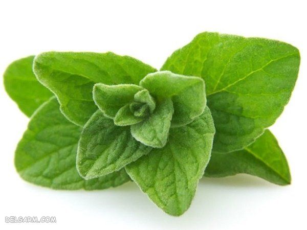 گیاهان ضد ویروسی