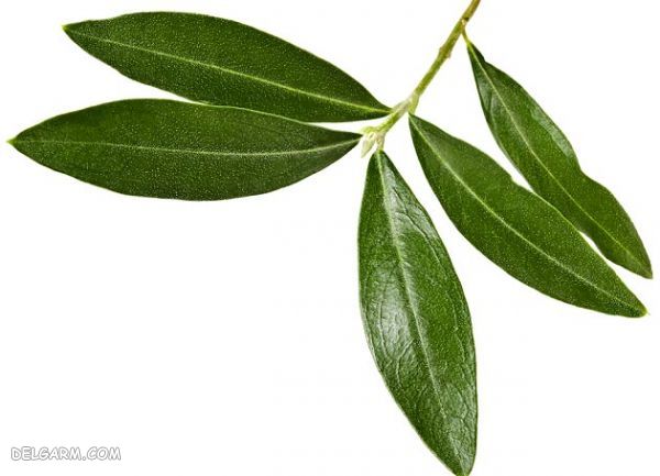 گیاهان ضد ویروسی