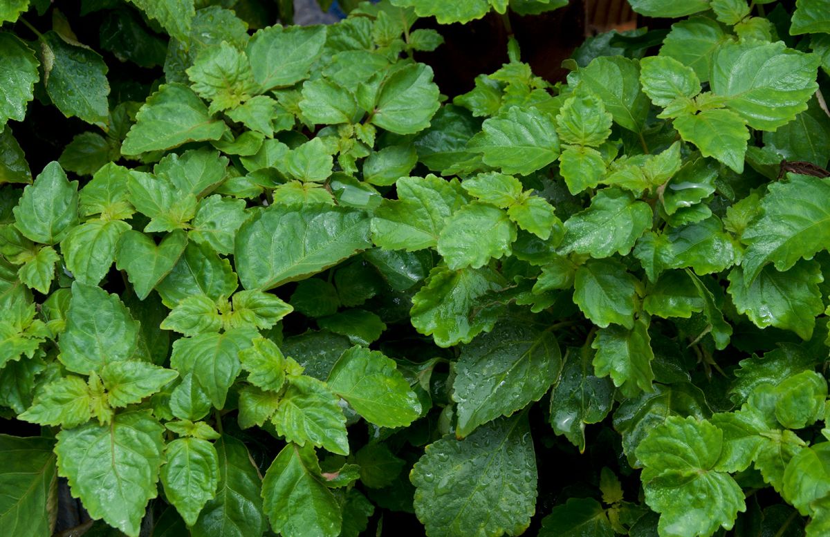 نعناع هندی : ۱۲ خاصیت دارویی و درمانی روغن پچولی (2 نکته مهم) نعناع هندی : ۱۲ خاصیت دارویی و درمانی روغن پچولی (2 نکته مهم)