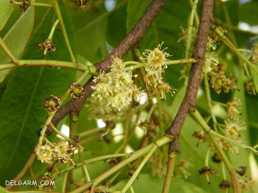 کاربرد چوب گیاه پرونوس افریکانا