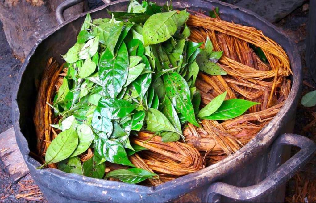 آشنایی با آیاهواسکا (ayahuasca) یکی از روانگردان های سنتی (2 نکته مهم) آشنایی با آیاهواسکا (ayahuasca) یکی از روانگردان های سنتی (2 نکته مهم)