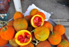 در مورد گاک فروت عجیب ترین میوه دنیا بدانید! (2 نکته مهم)