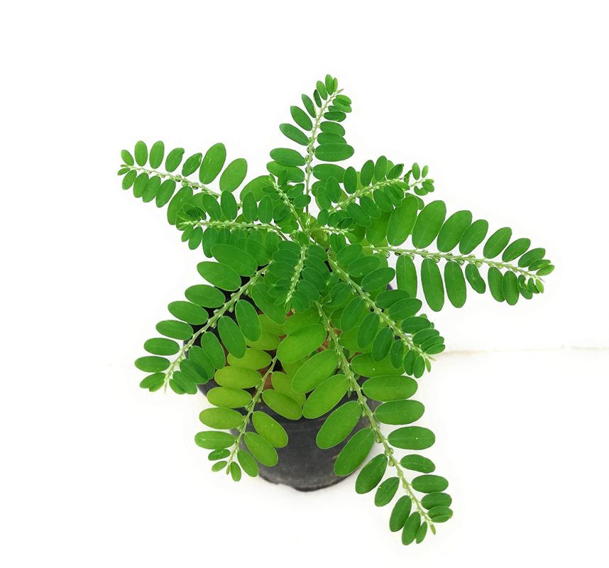 آشنایی کامل با فواید گیاه فیلانتوس نیروری (Phyllanthus niruri) (2 نکته مهم)