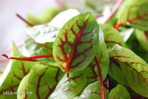 سبزی سورل چیست/خواص سبزی سورل
