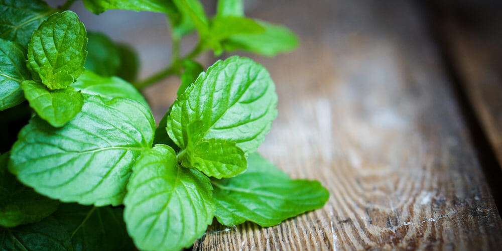 سوسنبر چیست و چه خواصی دارد ؟ (2 نکته مهم)