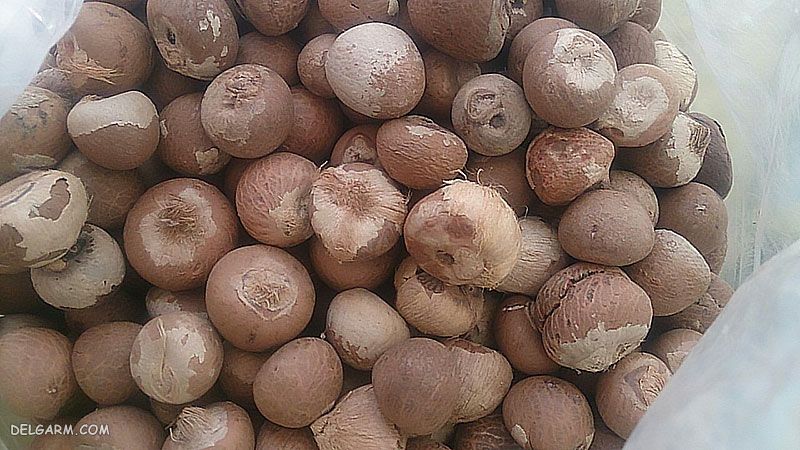 فوفل / نخل هندی / خواص نخل هندی