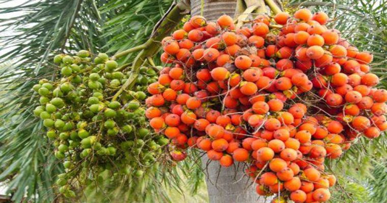 نخل هندی چیست ؟ آشنایی با فواید دارویی و درمانی گیاه فوفل (2 نکته مهم) نخل هندی چیست ؟ آشنایی با فواید دارویی و درمانی گیاه فوفل (2 نکته مهم)