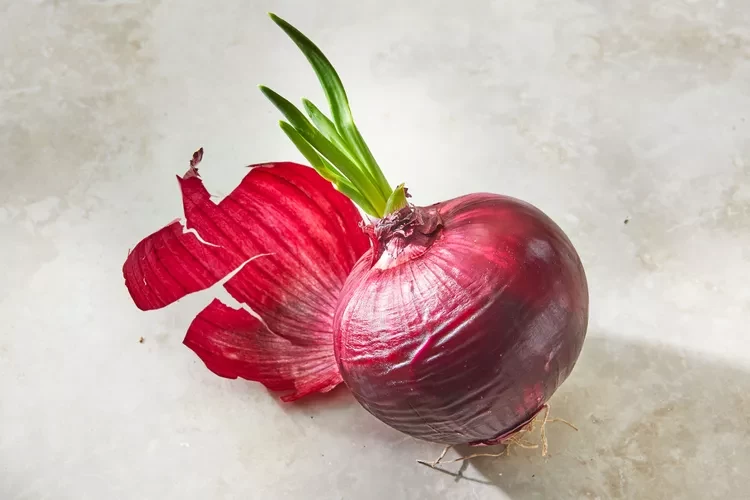 جوانه ی پیاز