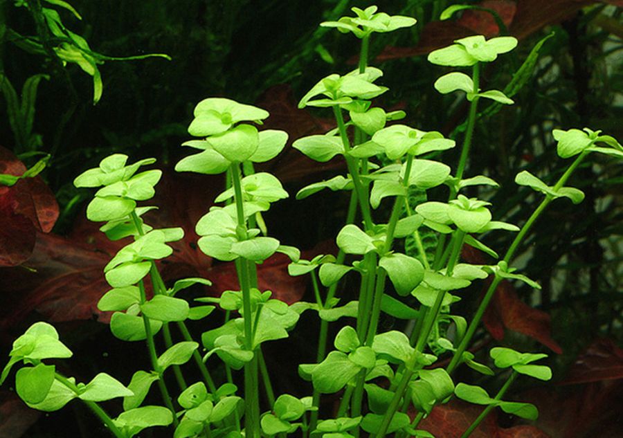 ناز باتلاقی : خواص بینظیر گیاه نازباتلاقی (BACOPA) در طب سنتی (2 نکته مهم)