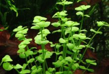 ناز باتلاقی : خواص بینظیر گیاه نازباتلاقی (BACOPA) در طب سنتی (2 نکته مهم)