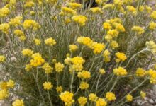 گل بی مرگ (Helichrysum) : ۶ خاصیت معجزه آسای این گیاه سنتی (2 نکته مهم)