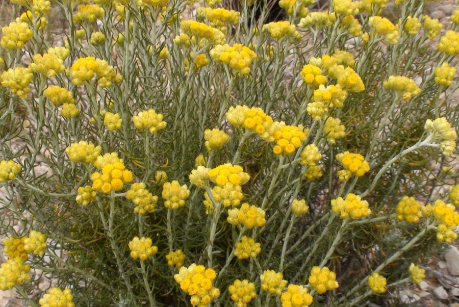 گل بی مرگ (Helichrysum) : ۶ خاصیت معجزه آسای این گیاه سنتی (2 نکته مهم)