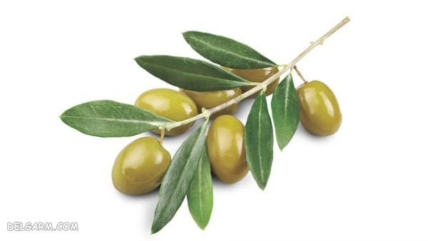 خواص عرق برگ زیتون