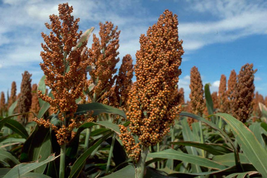 ذرت خوشه ای یا سورگوم چیست و چه خواصی دارد ؟ (2 نکته مهم)
