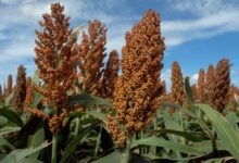 ذرت خوشه ای یا سورگوم چیست و چه خواصی دارد ؟ (2 نکته مهم)