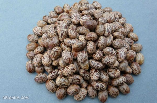 تشخیص روغن کرچک اصل : چگونه از دانه کرچک روغن بگیریم ؟ (2 نکته مهم) طرز تهیه روغن کرچک اصل