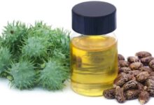 تشخیص روغن کرچک اصل : چگونه از دانه کرچک روغن بگیریم ؟ (2 نکته مهم)