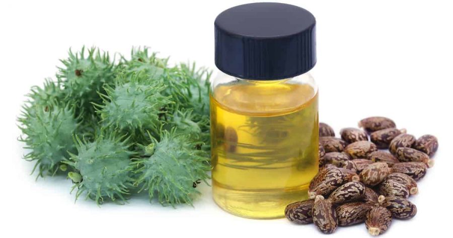 تشخیص روغن کرچک اصل : چگونه از دانه کرچک روغن بگیریم ؟ (2 نکته مهم)