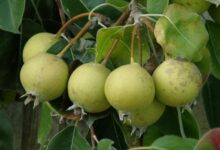خواص دارویی درمانی دانه گلابی وحشی (انچوچک) در طب سنتی (2 نکته مهم)