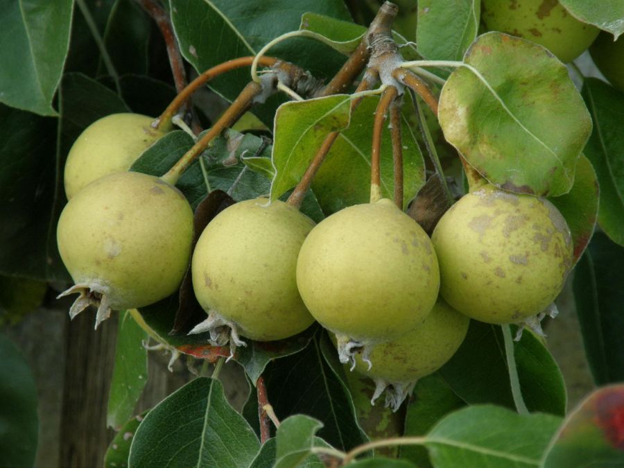 خواص دارویی درمانی دانه گلابی وحشی (انچوچک) در طب سنتی (2 نکته مهم) خواص دارویی درمانی دانه گلابی وحشی (انچوچک) در طب سنتی (2 نکته مهم)