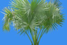 معرفی نخل اره ای و خواص بی نظیر آن (2 نکته مهم)