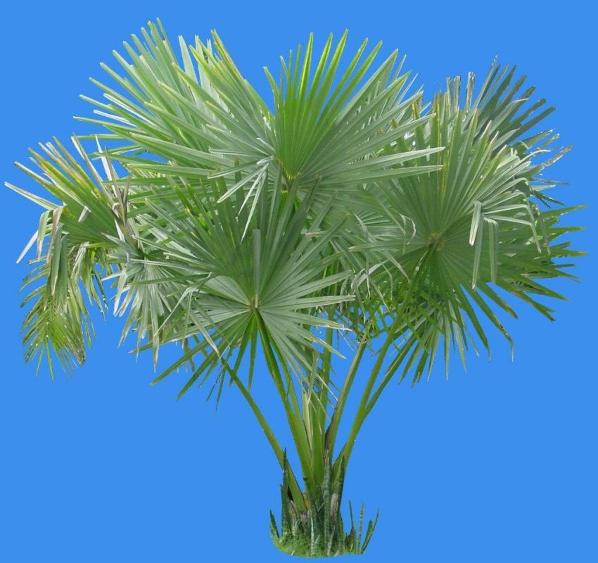 معرفی نخل اره ای و خواص بی نظیر آن (2 نکته مهم) معرفی نخل اره ای و خواص بی نظیر آن (2 نکته مهم)