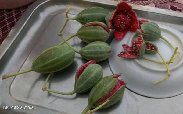 میوه