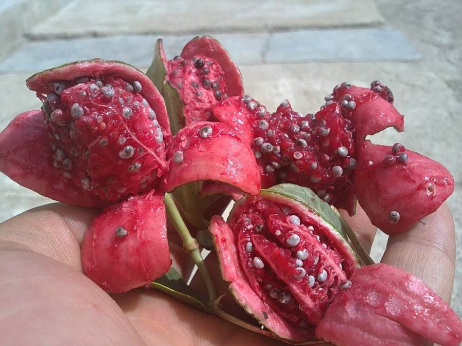 آشنایی با خواص و مضرات لگجین (2 نکته مهم) آشنایی با خواص و مضرات لگجین (2 نکته مهم)