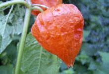 آشنایی با فواید و مضرات گیاه کاکنج (2 نکته مهم)