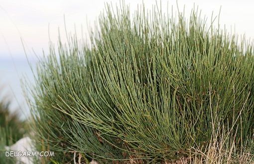 ریش بز