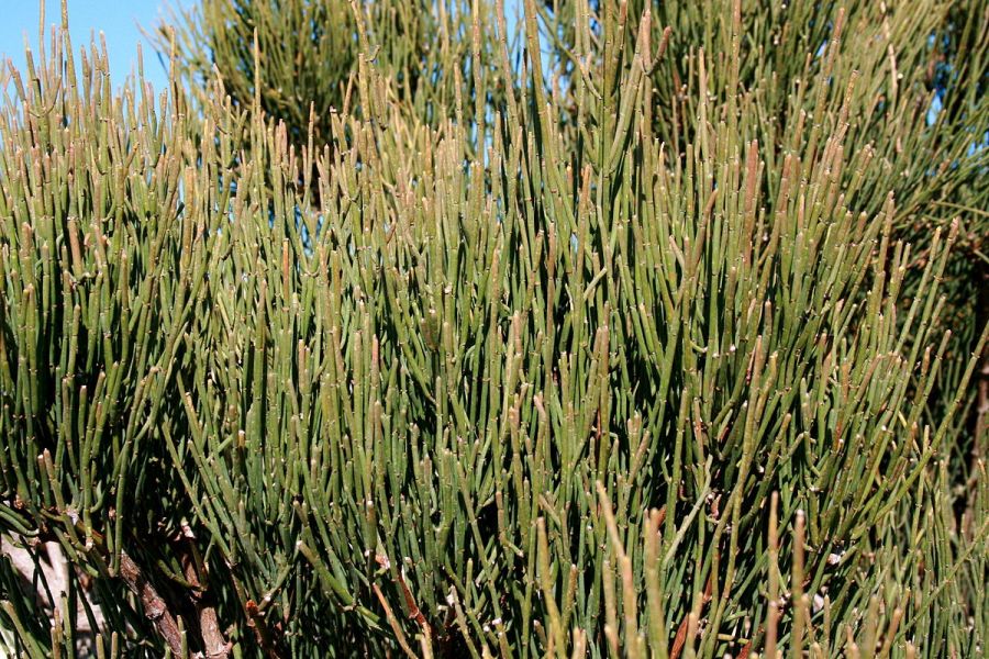 خواص و مضرات گیاه ریش بز در طب سنتی (2 نکته مهم) خواص و مضرات گیاه ریش بز در طب سنتی (2 نکته مهم)