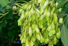آشنایی با خواص باورنکردنی زبان گنجشک (2 نکته مهم)