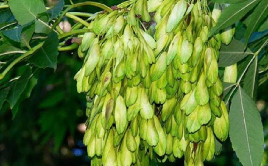 آشنایی با خواص باورنکردنی زبان گنجشک (2 نکته مهم) آشنایی با خواص باورنکردنی زبان گنجشک (2 نکته مهم)