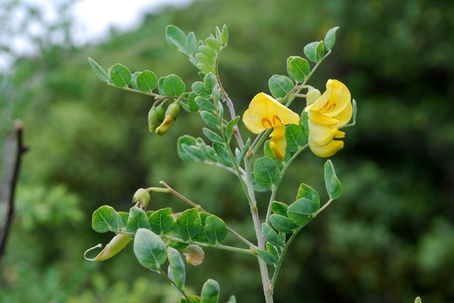 آشنایی با خواص دارویی گیاه دغدغک (2 نکته مهم) آشنایی با خواص دارویی گیاه دغدغک (2 نکته مهم)