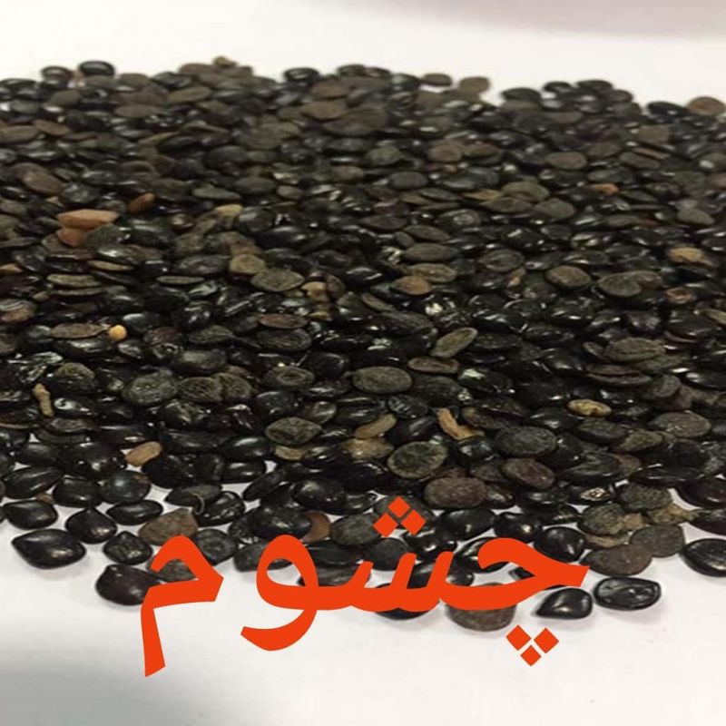 خواص دارویی دانه گیاهی چشوم (2 نکته مهم)