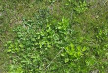 آشنایی با خواص گیاه چوچاق (2 نکته مهم)
