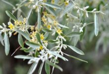 فواید برگ سنجد و خواص درمانی آن از دیدگاه طب سنتی (2 نکته مهم)