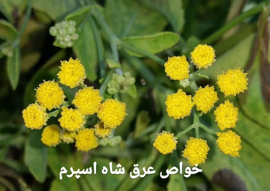 عرق شاه اسپرم : فواید شگفت انگیز عرق شاه اسپرم (2 نکته مهم)